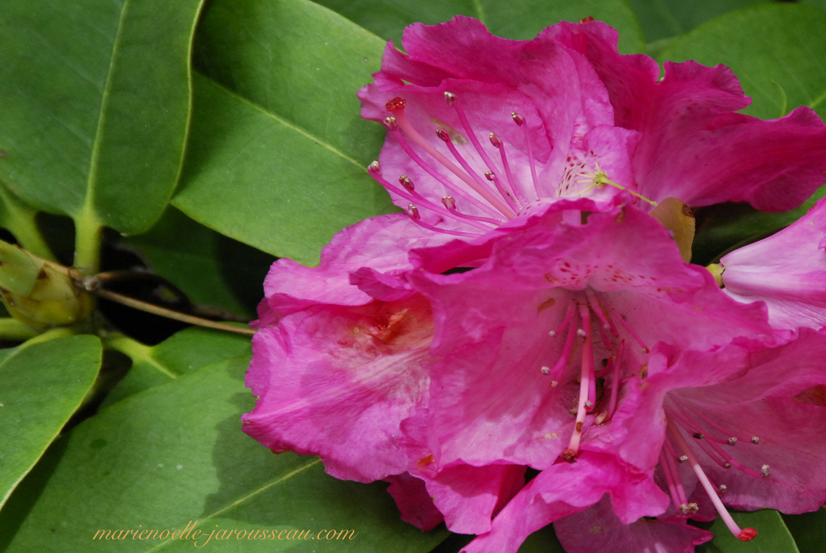rhododendron-rouge