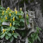 Tête  de  bois  et  Fleurs