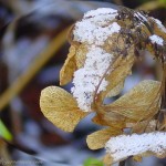 feuille d'abeille