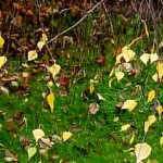 petites feuilles dorées