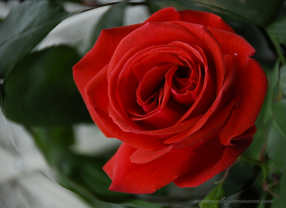 rose rouge loupe