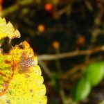 feuille croquée