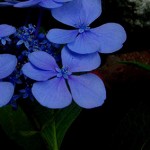 hortensia bleu