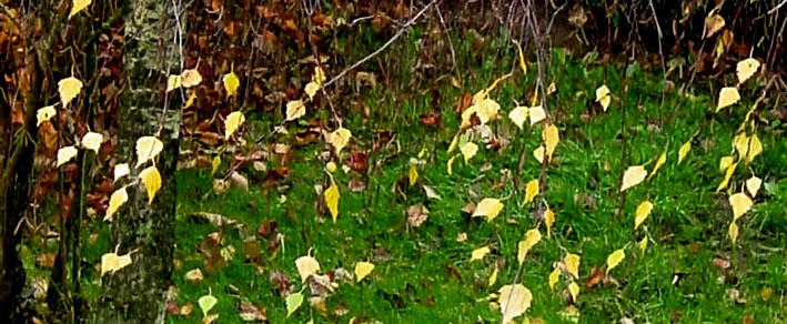 petites feuilles dorées 1