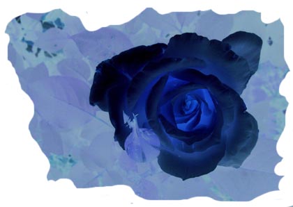 rose bleu nuit 14,8 x 10,5 détourée