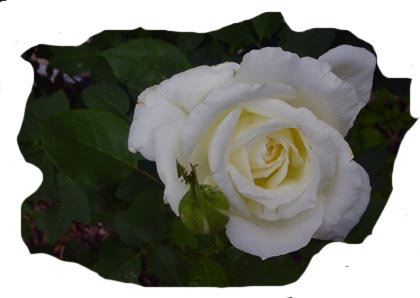 rose du matin 14,8 x 10,5 détourée