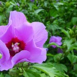tendre hibiscus