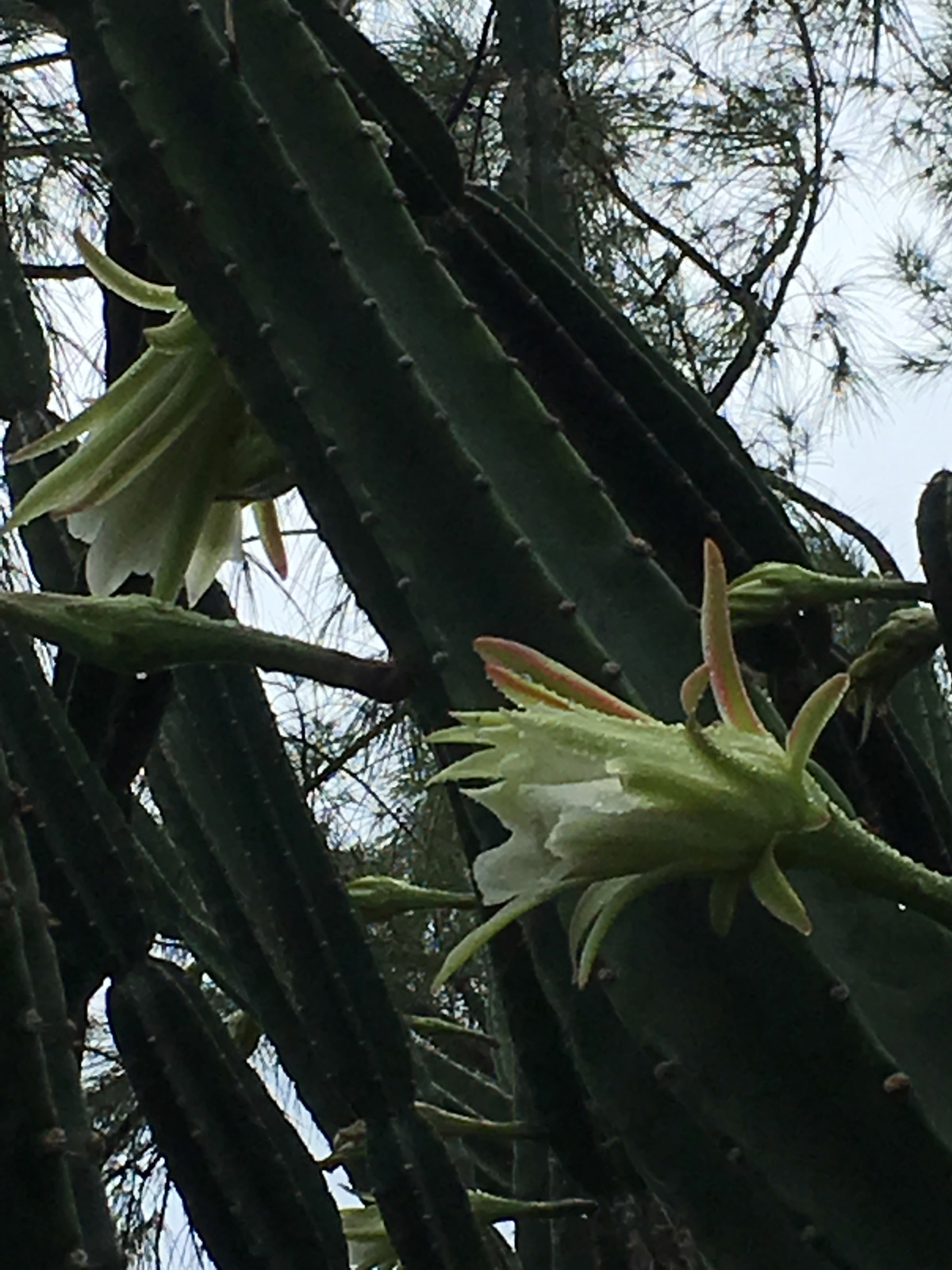 Fleur-de-cactus-la-vie-5-web-IMG_1080