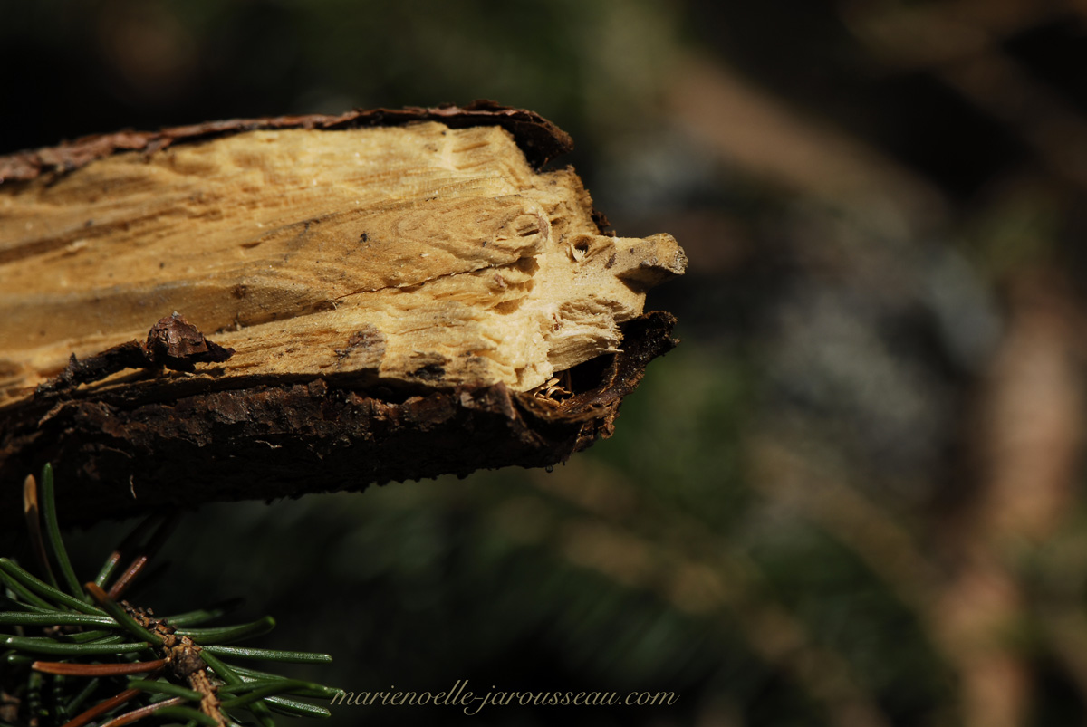 Tête d'animal ? Petite dinosaure ? branche de bois coupée ? .. ? .. ?