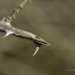 requin ? serpent ? poisson ? bois mort ? ... ? ... ? 