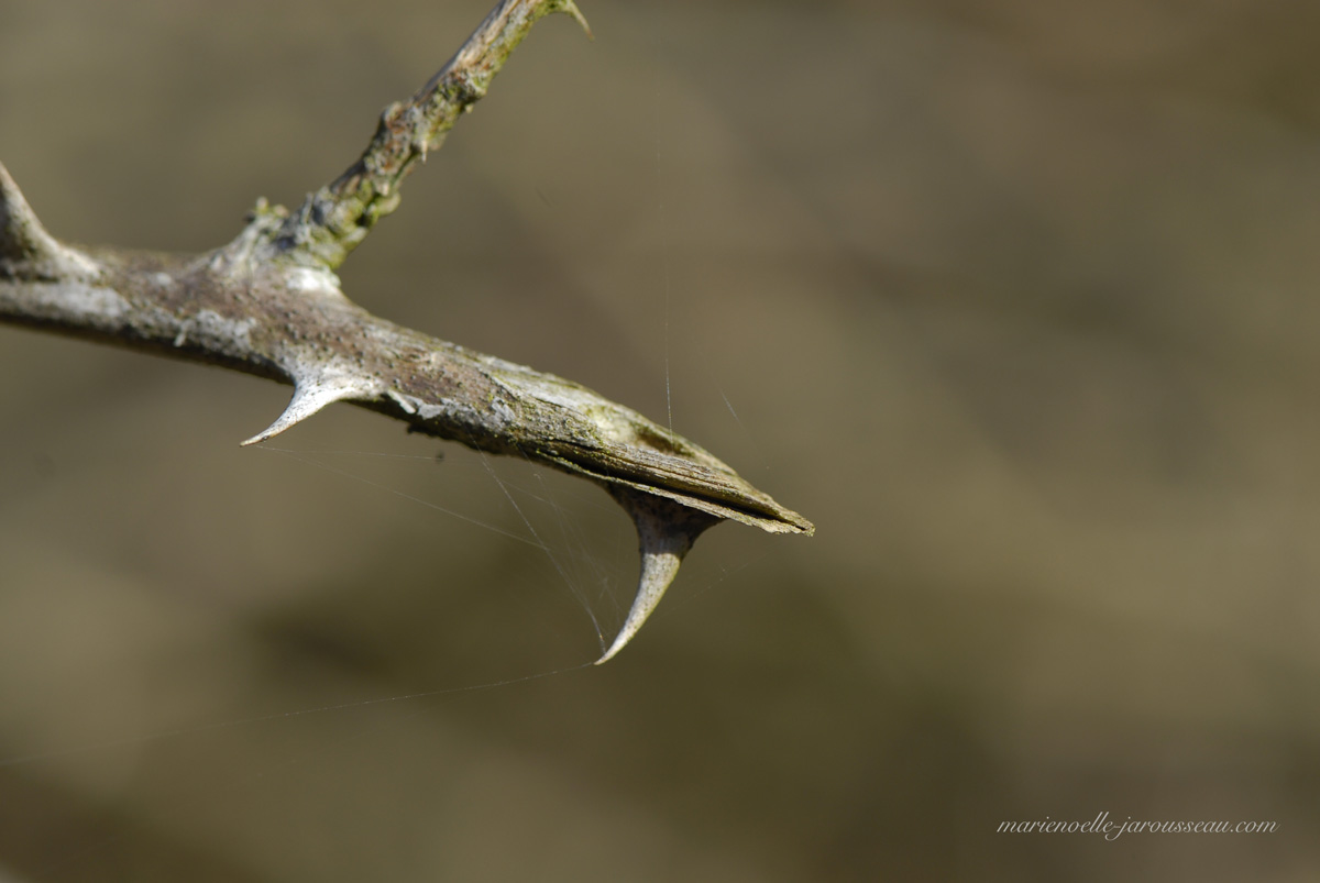 requin ? serpent ? poisson ? bois mort ? ... ? ... ? 