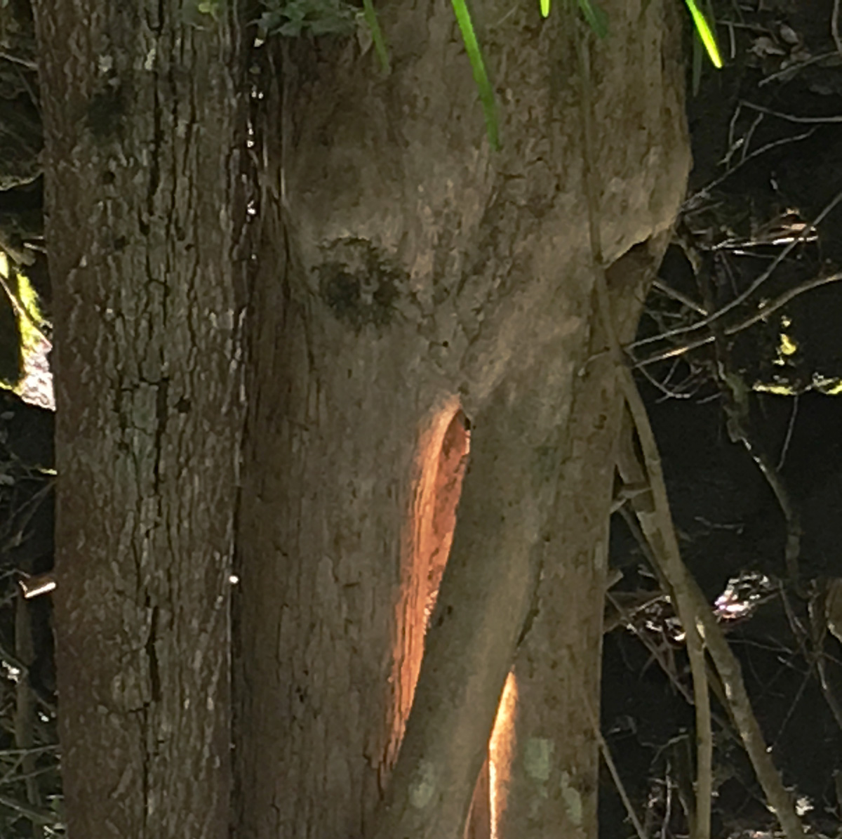 éléphanteau ?..... tronçons d'arbres ? ... ? ...