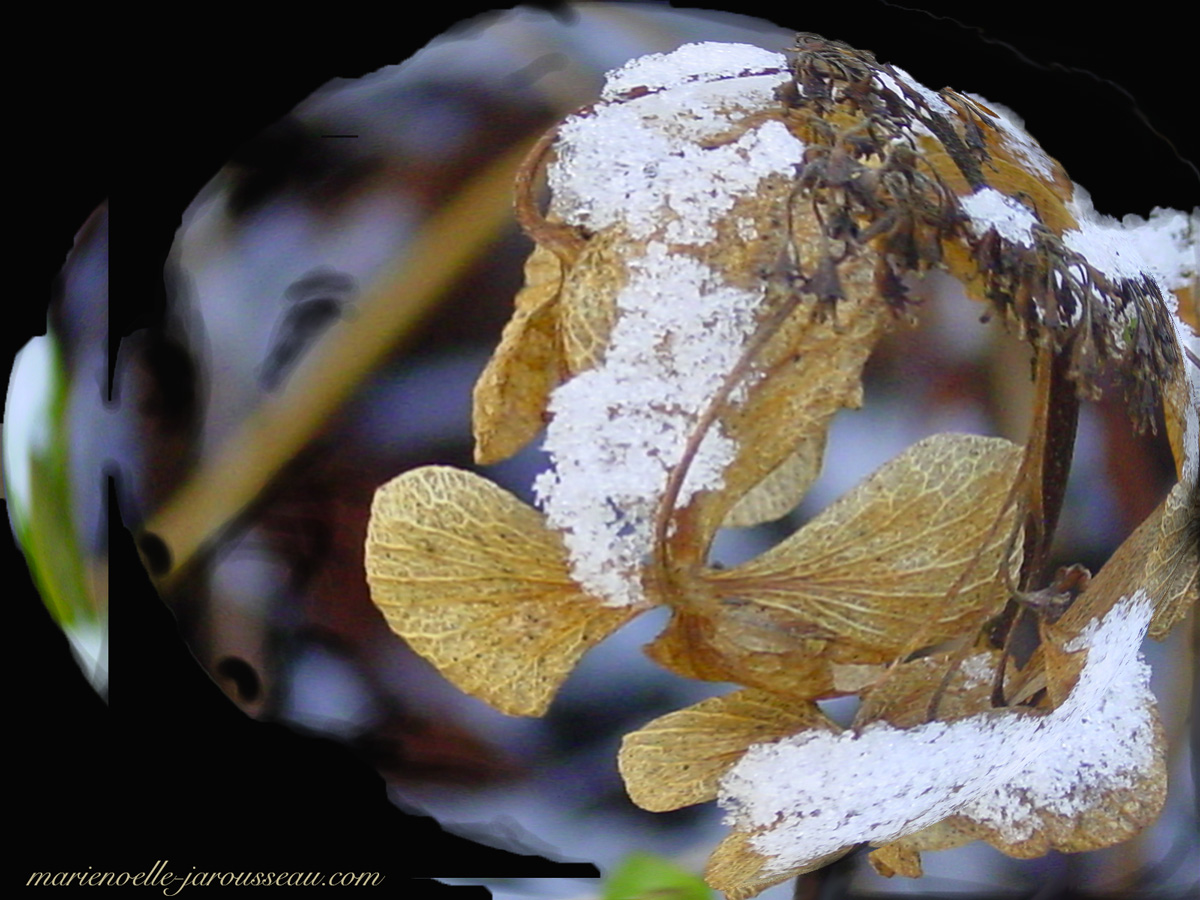 feuille d'abeille