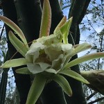 fleur de cactus naissance