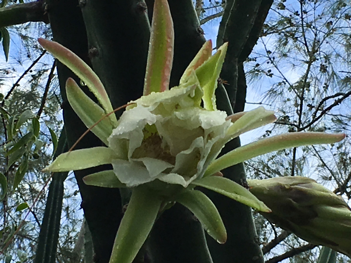 fleur de cactus naissance