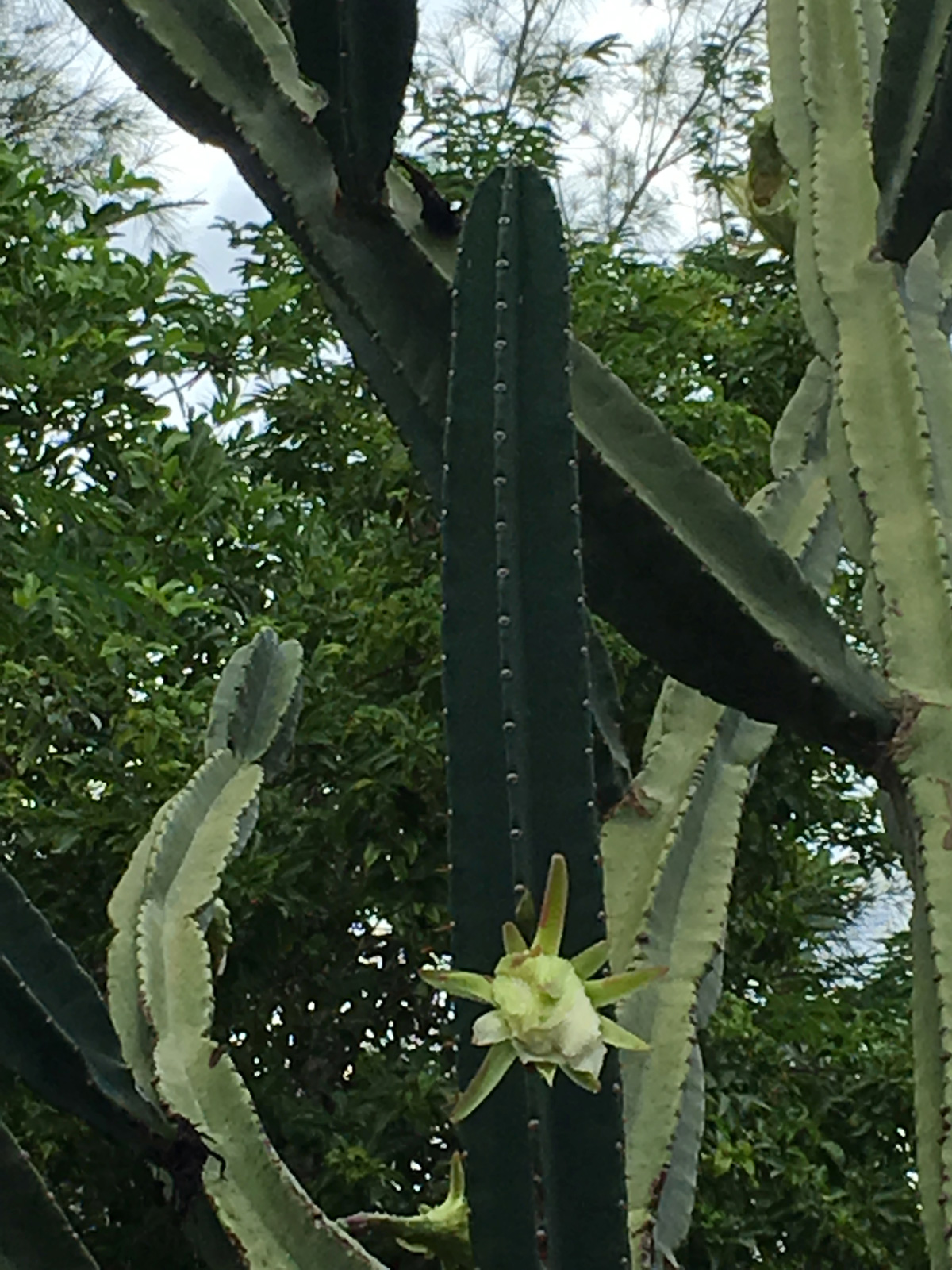 fleur-de-cactus-fleur-web-IMG_1091