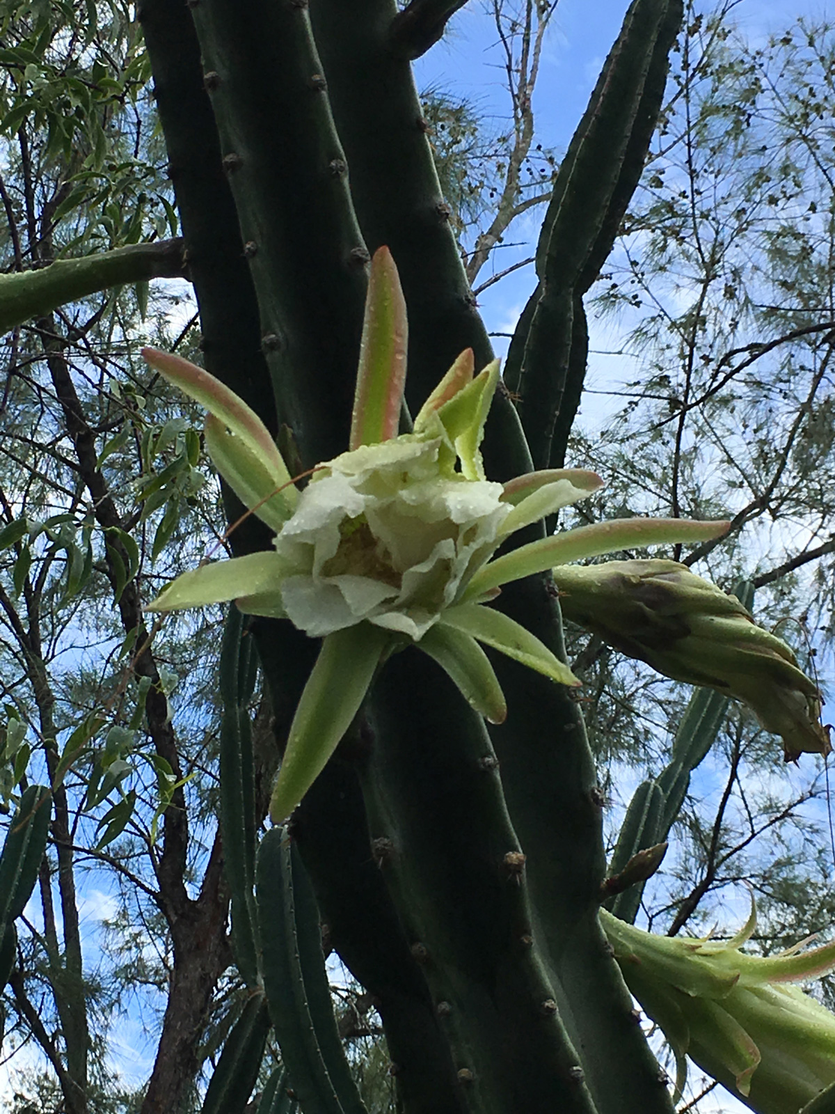 fleur-de-cactus--fleur1-web-MG_1072
