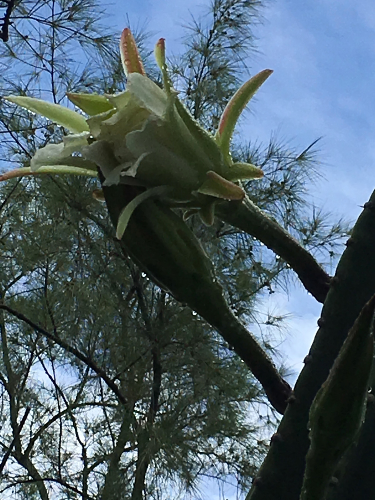 fleur-de-cactus-fleur3-web-IMG_1091