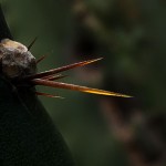 fleur de cactus protection