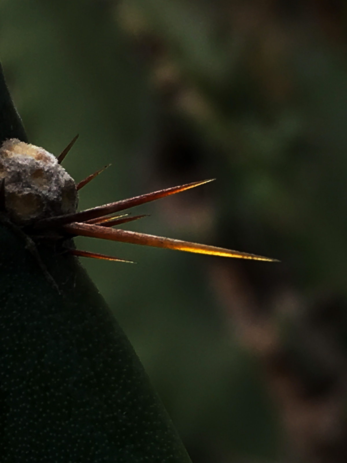 fleur de cactus protection