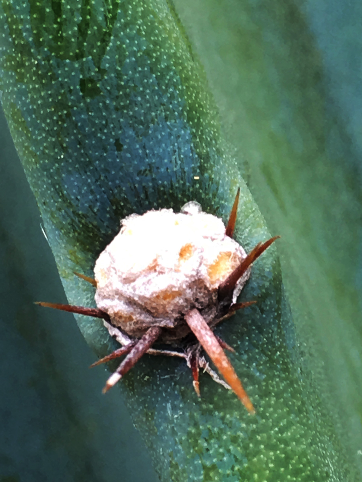 cocon de cactus fleur