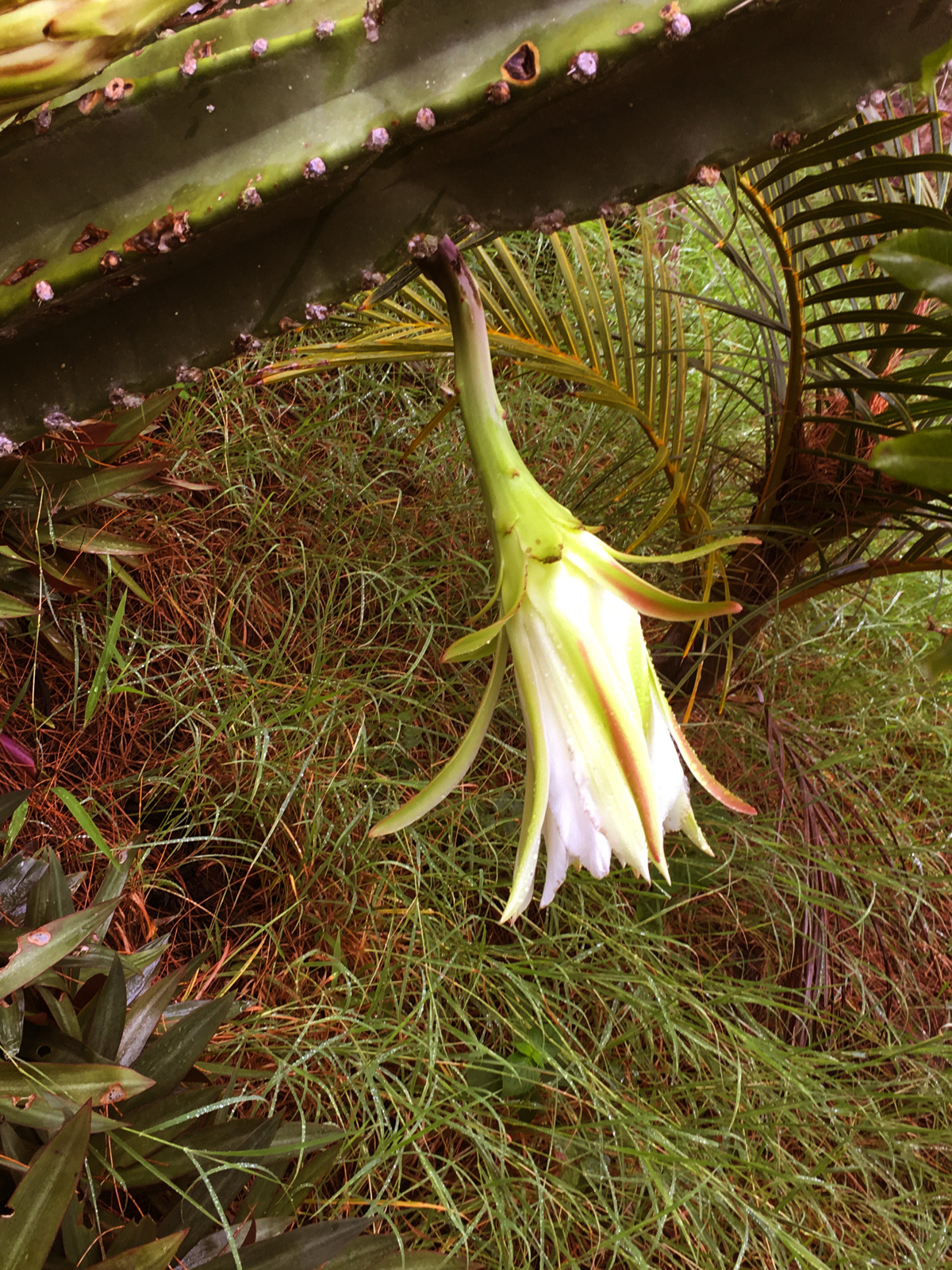 fleur-de-cactus-la-fin-web-IMG_1074