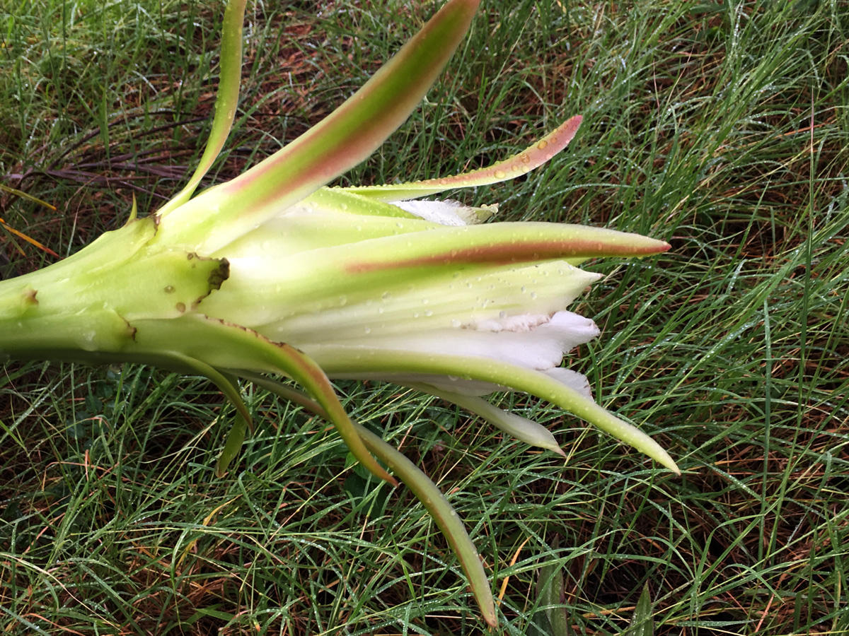 fleur-de-cactus-la-vie-web-IMG_1075