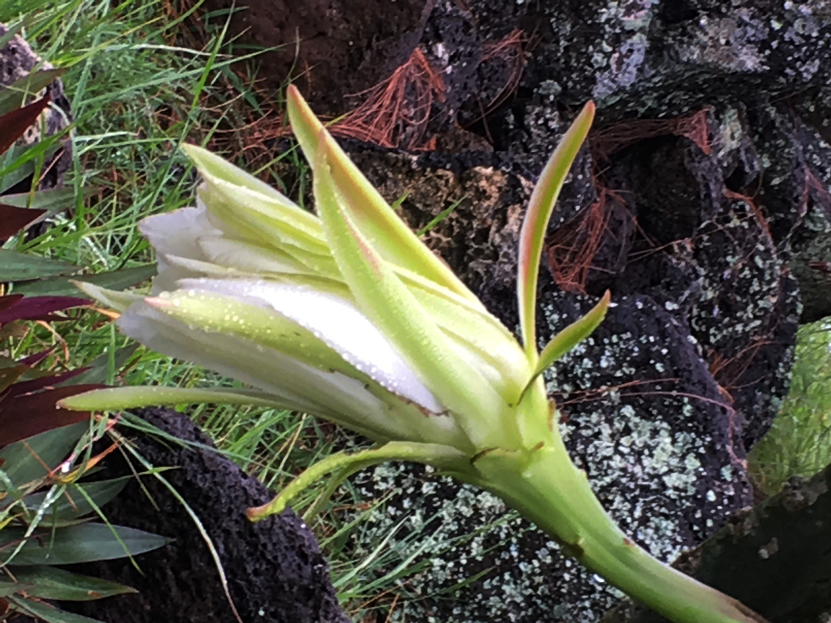 fleur-de-cactus-la-vie1bis-web-IMG_1075