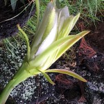 fleur de cactus épanouissement