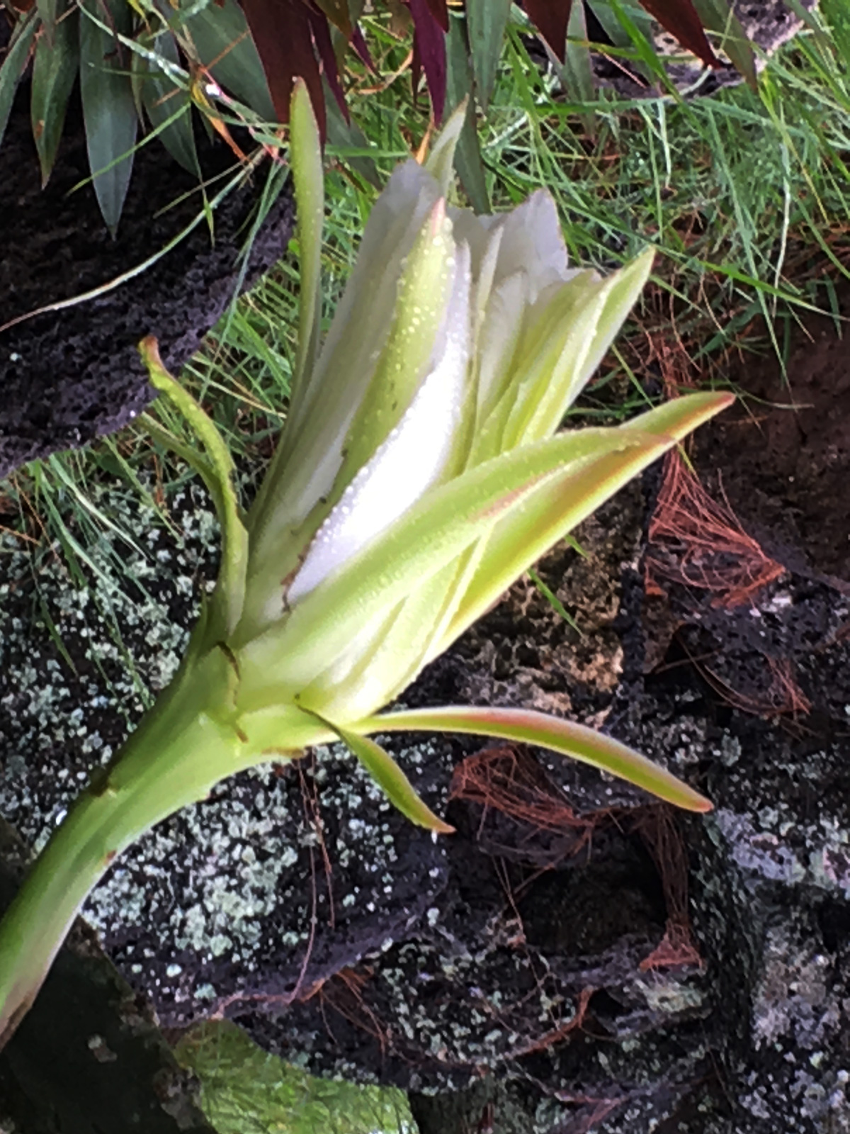 fleur de cactus épanouissement