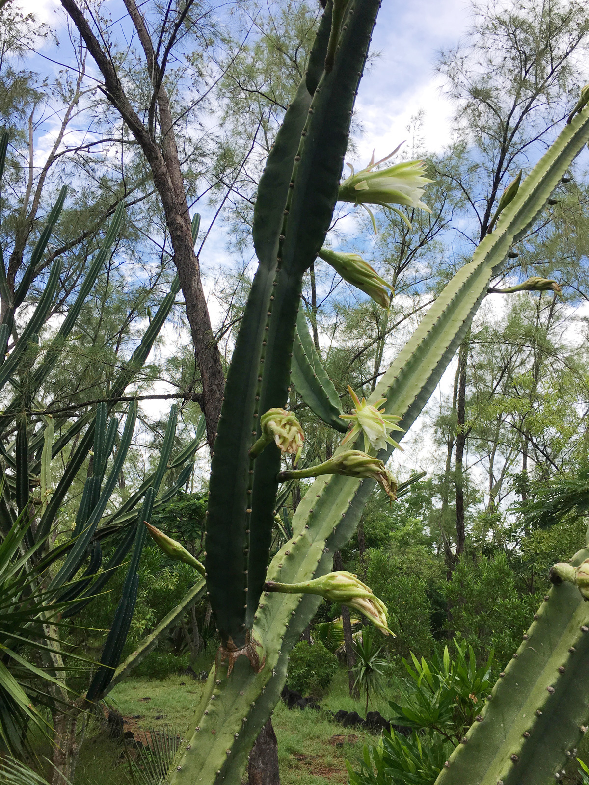 fleur-de-cactus-nid2-fleurs-web-IMG_1064-2
