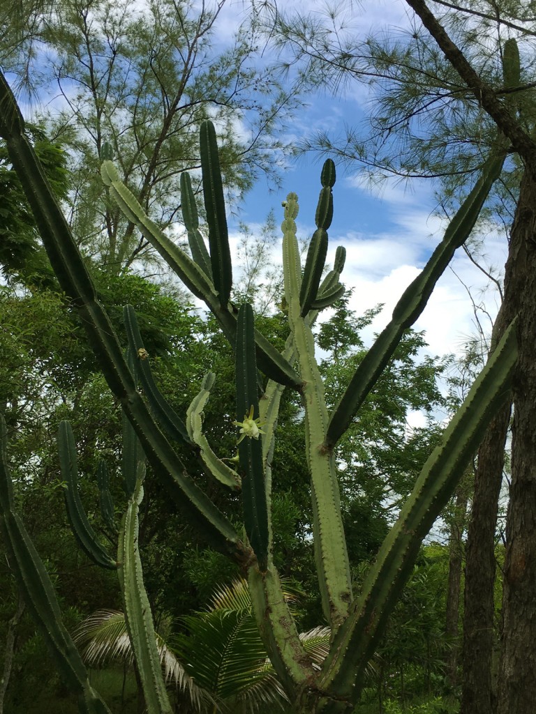 fleur-de-cactus-web-nid1-IMG_1093