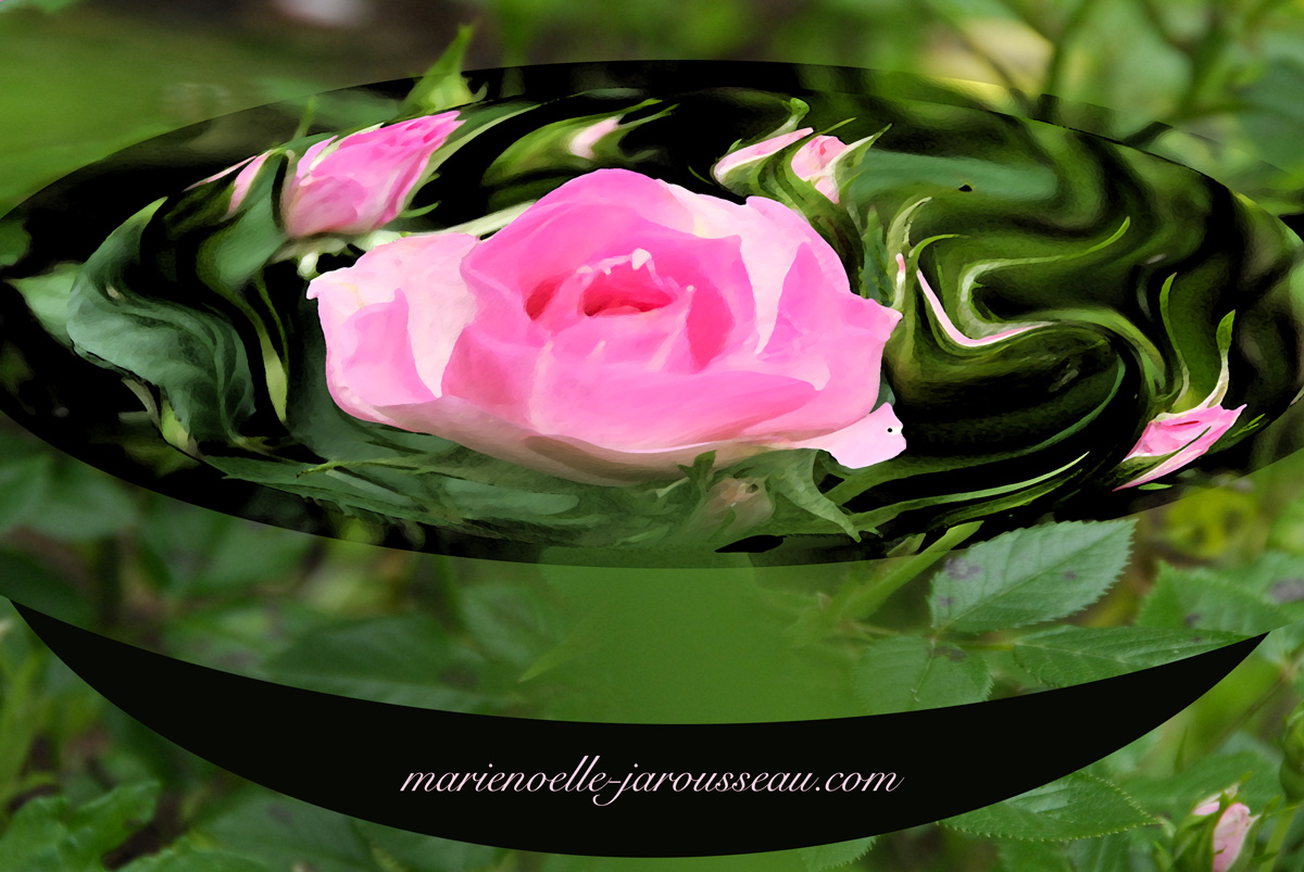 coupe de roses