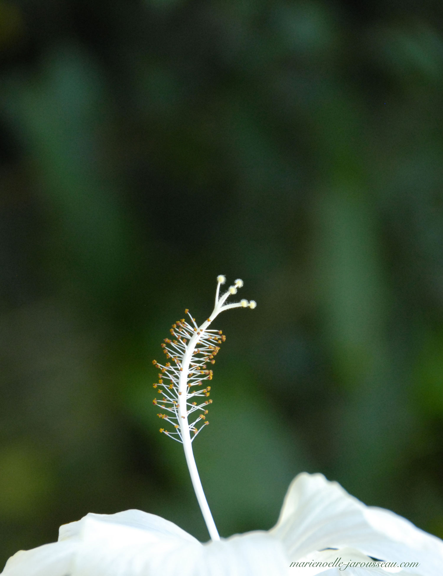 Antenne