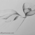 hirondelle & coquelicot