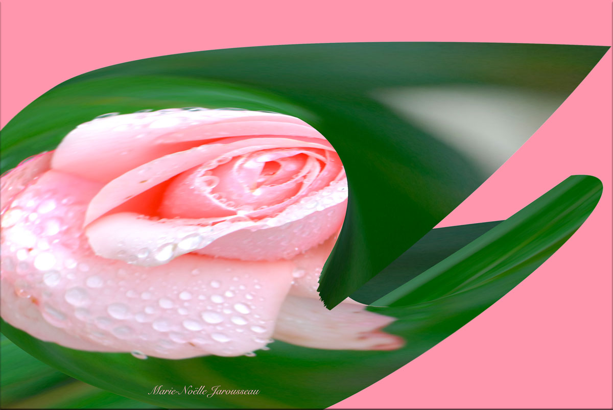 la rose grenouille