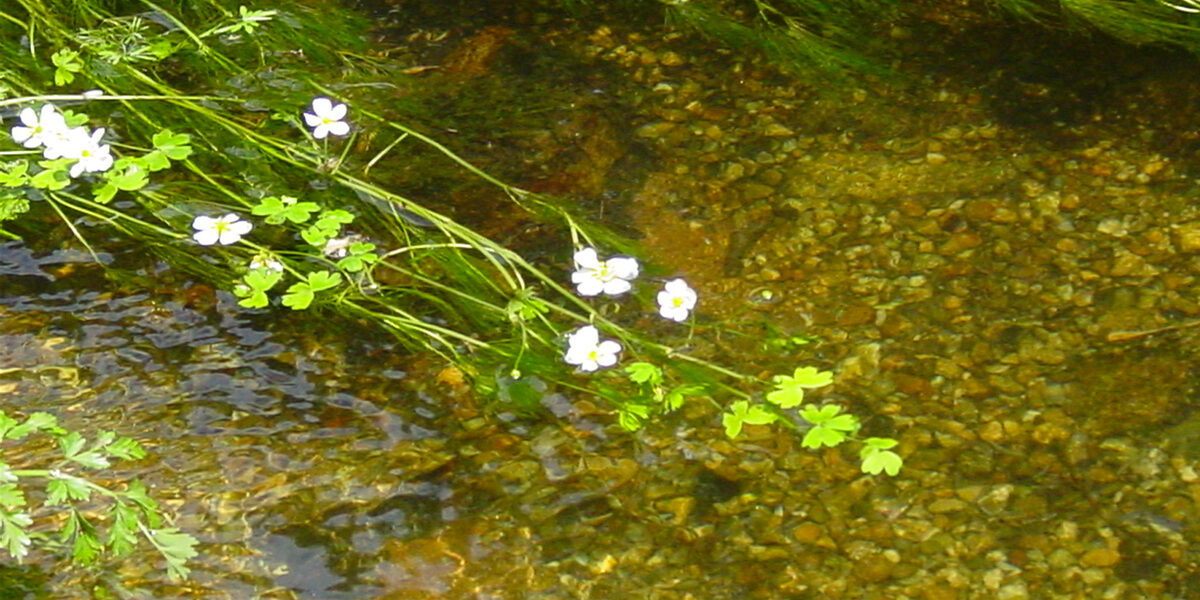 Fleur-d'eau-naissance-sym-web-DSC06583