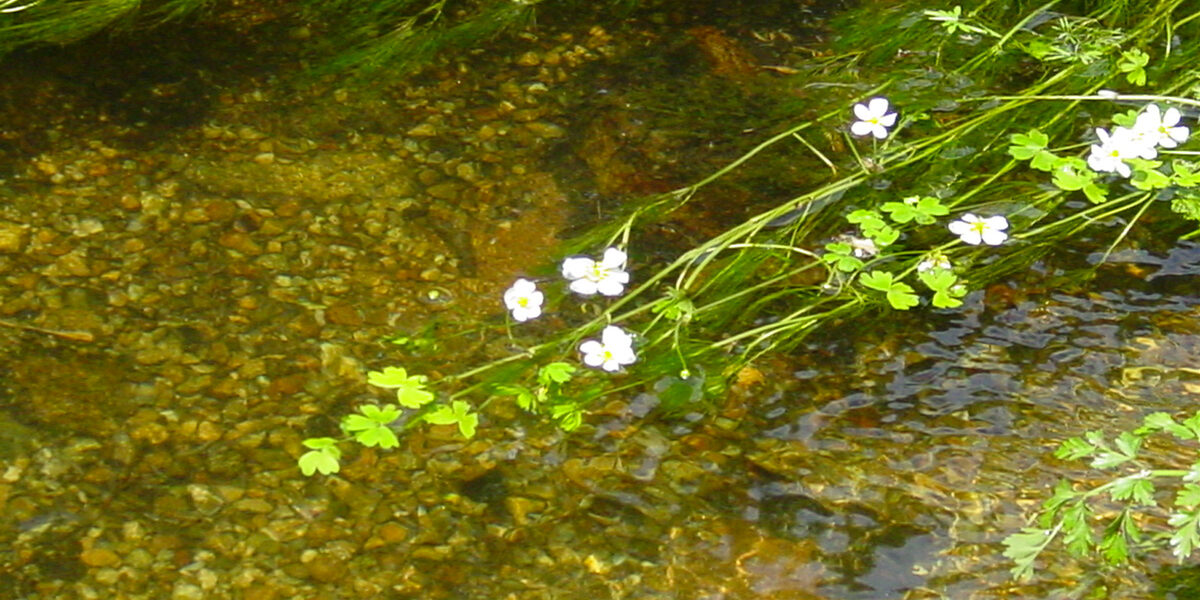 Fleur-d'eau-naissance-web-DSC06583