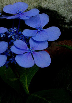 hortensia bleu